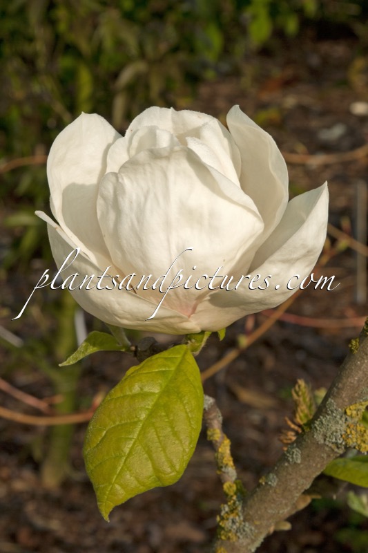 Magnolia ‘Gold Cup’