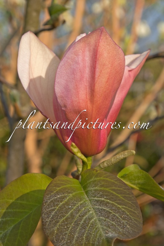 Magnolia ‘Flamingo’