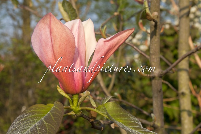 Magnolia ‘Flamingo’