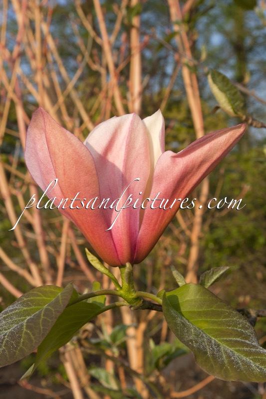 Magnolia ‘Flamingo’