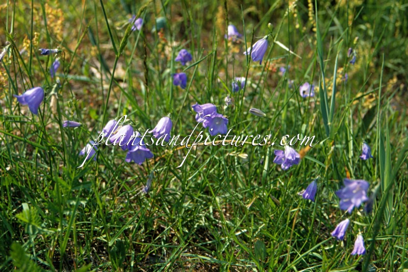 Campanula rotundifolia
