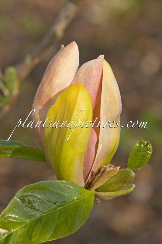 Magnolia ‘Moonspire’