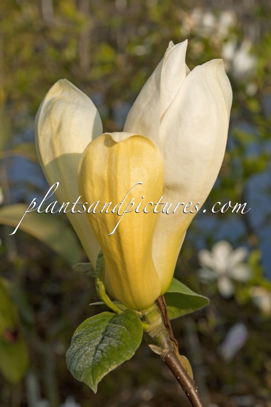 Magnolia ‘Limelight’