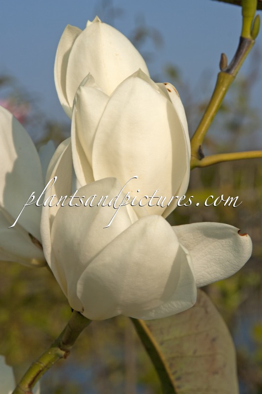Magnolia maudiae