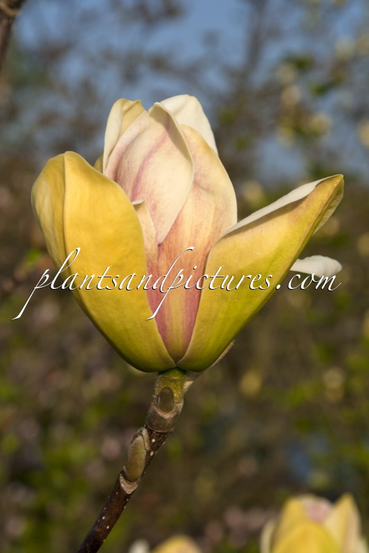 Magnolia ‘Sunsation’