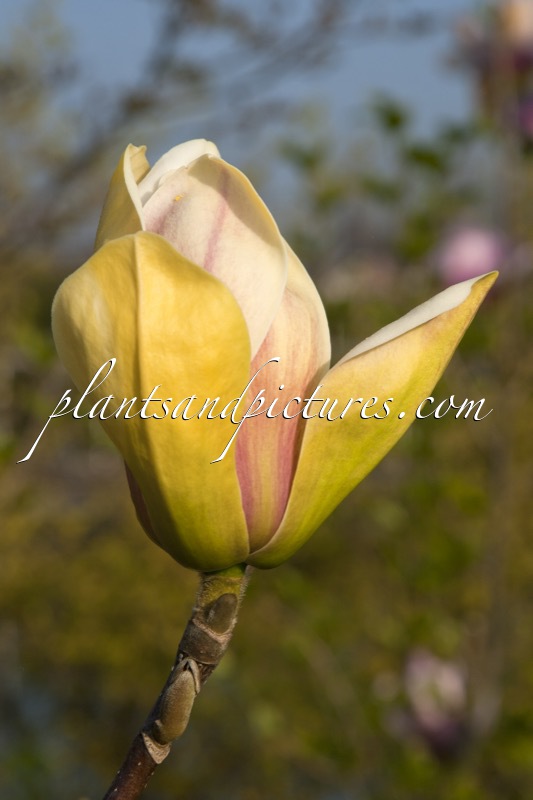 Magnolia ‘Sunsation’