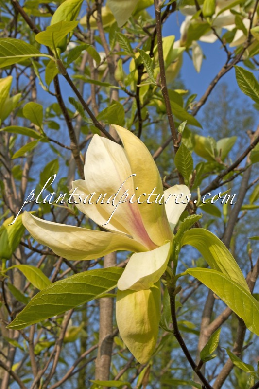Magnolia ‘Banana Split’