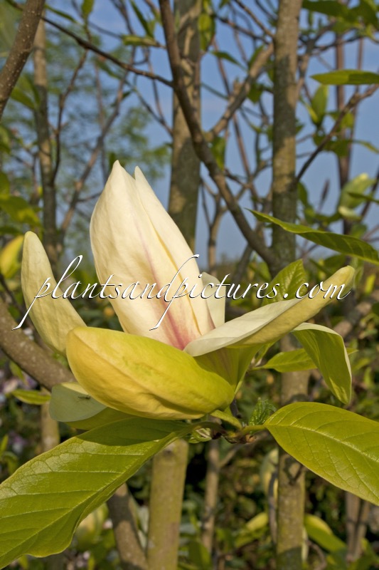 Magnolia ‘Banana Split’