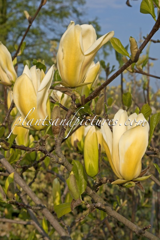Magnolia brooklynensis ‘Golden Girl’