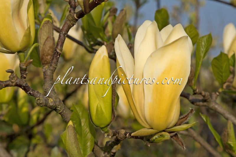 Magnolia brooklynensis ‘Golden Girl’