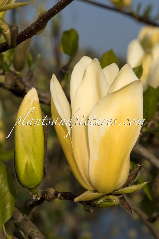 Magnolia brooklynensis ‘Golden Girl’