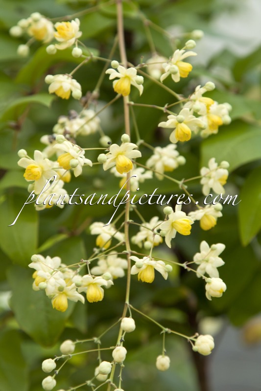 Mahonia lanceolata