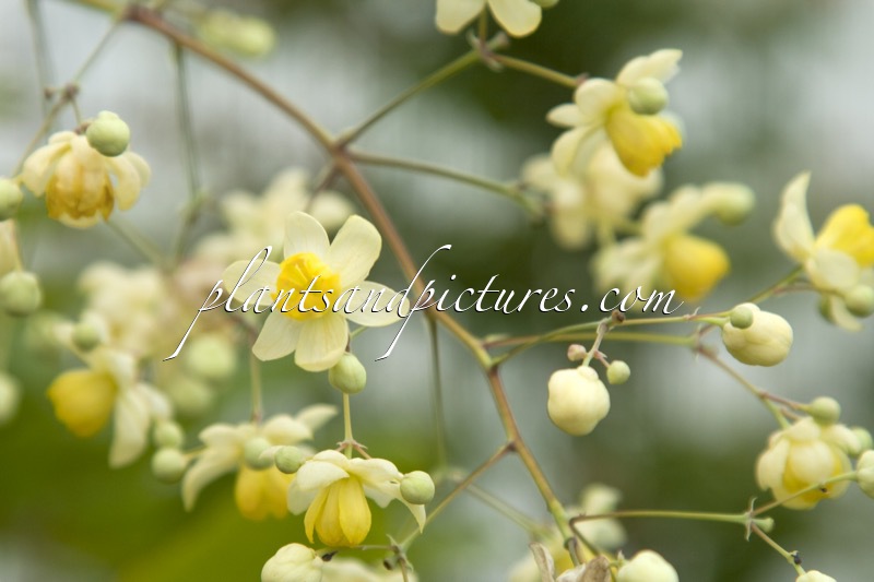 Mahonia lanceolata