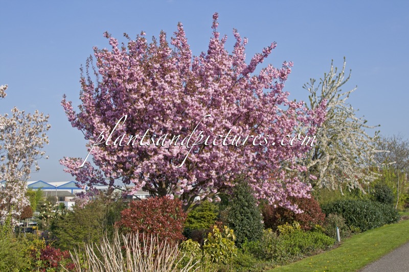 Prunus serrulata ‘Kanzan’