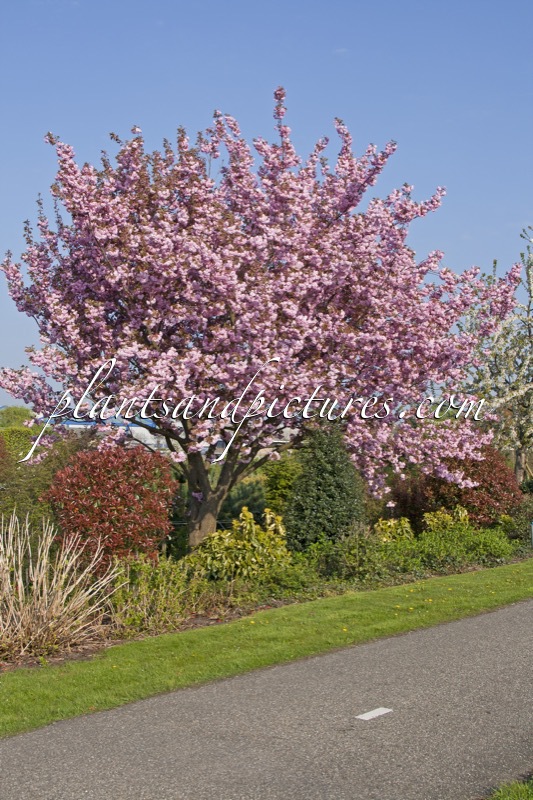 Prunus serrulata ‘Kanzan’