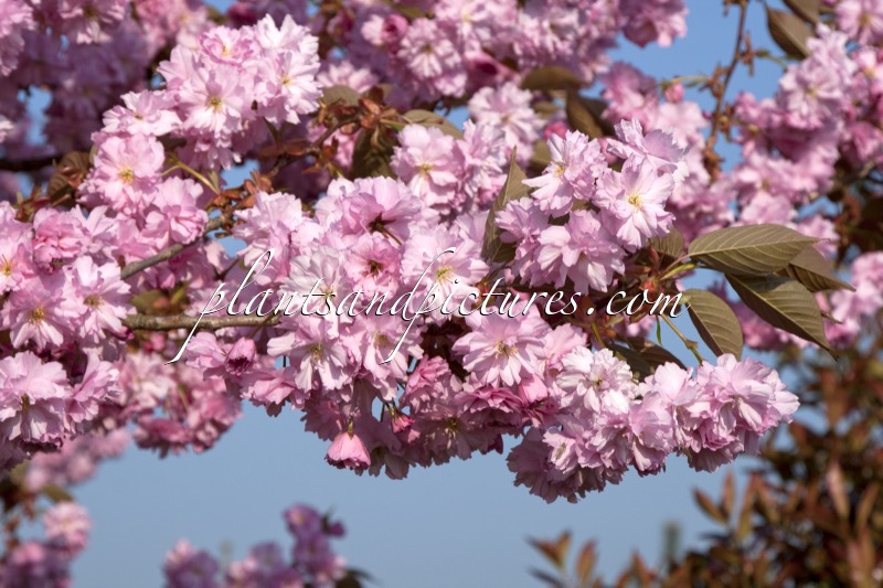 Prunus serrulata ‘Kanzan’