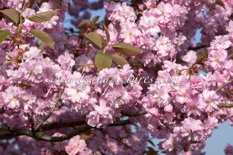 Prunus serrulata ‘Kanzan’