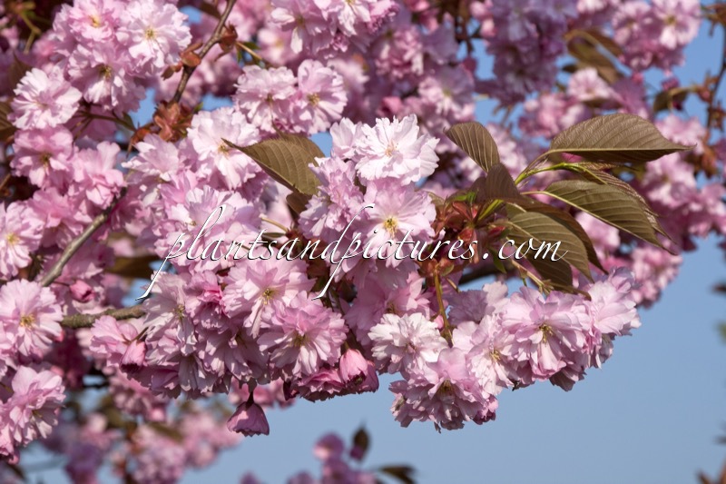 Prunus serrulata ‘Kanzan’