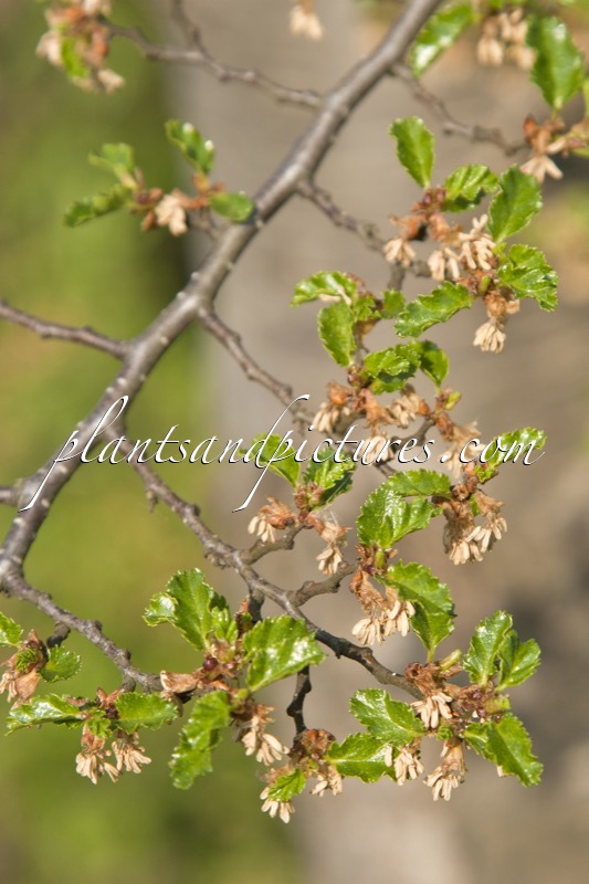 Nothofagus antarctica