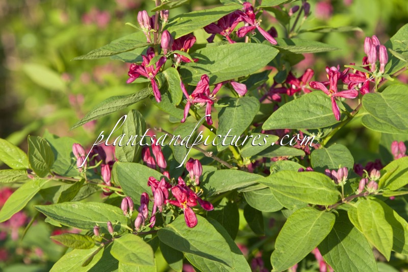 Lonicera tatarica ‘Arnold Red’