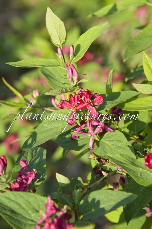 Lonicera tatarica ‘Arnold Red’