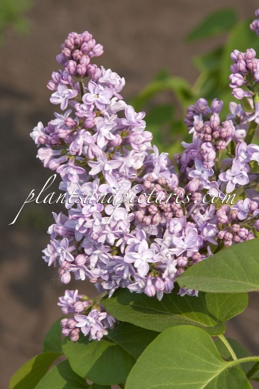 Syringa vulgaris ‘Evert de Gier’ (CARPE DIEM)