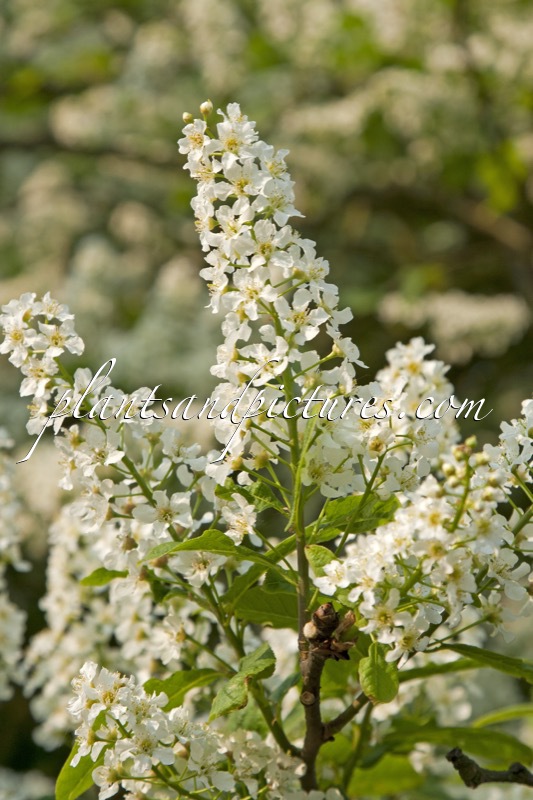 Prunus padus