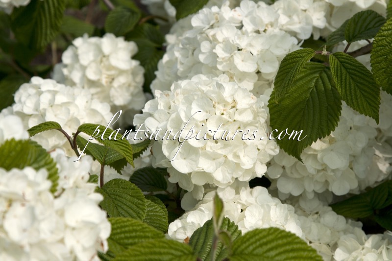 Viburnum plicatum ‘Popcorn’