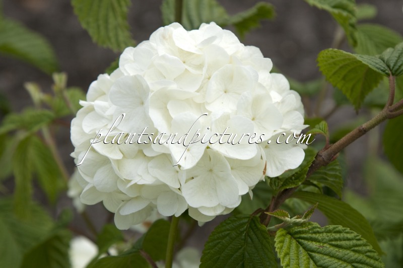 Viburnum plicatum ‘Popcorn’