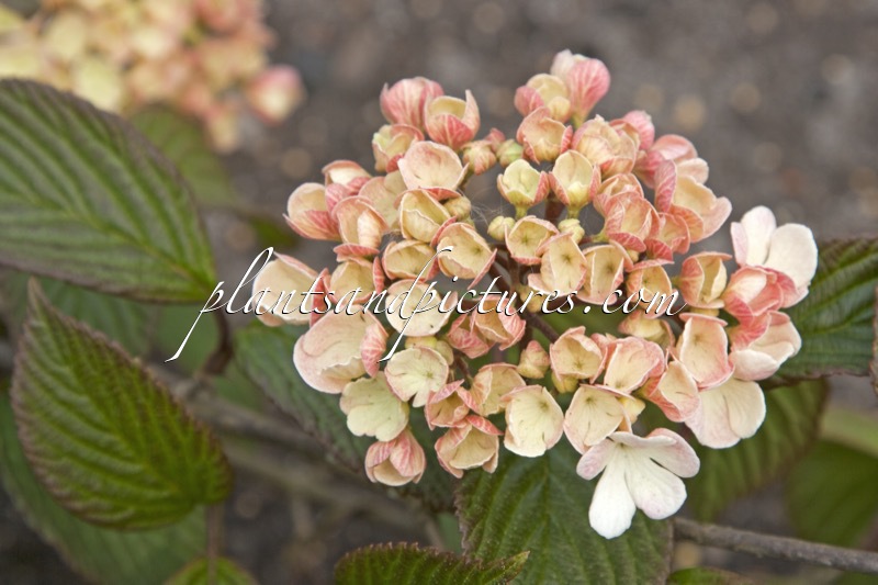 Viburnum plicatum ‘Mary Milton’