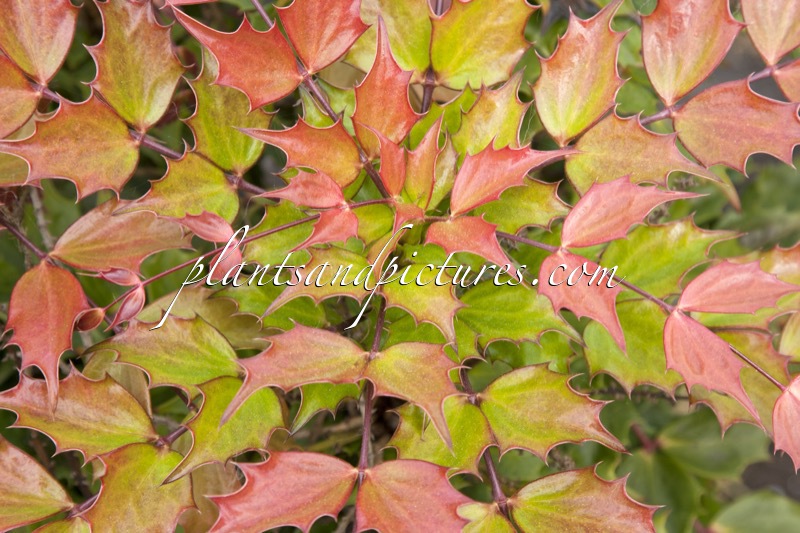 Mahonia ‘Cabaret’
