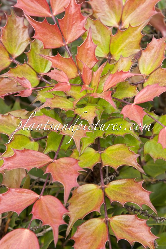 Mahonia ‘Cabaret’