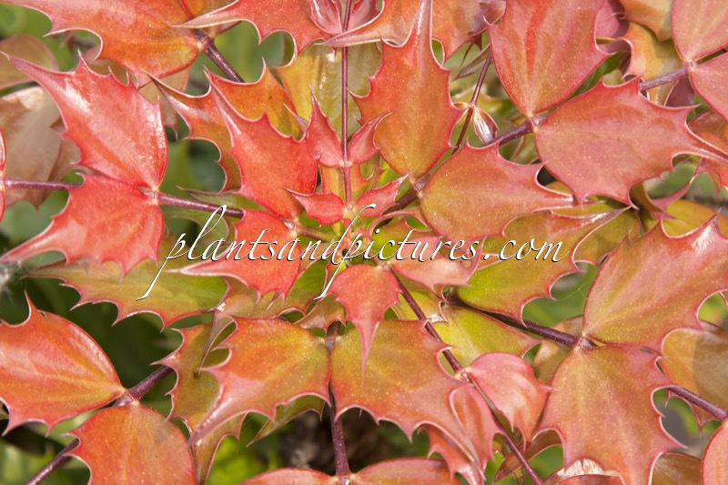 Mahonia ‘Cabaret’