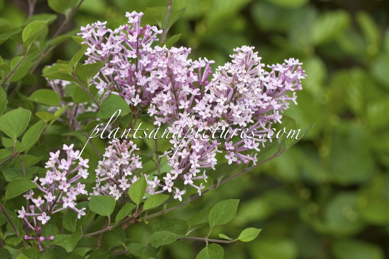 Syringa ‘Pink Perfume’ (BLOOMERANG PINK PERFUME)