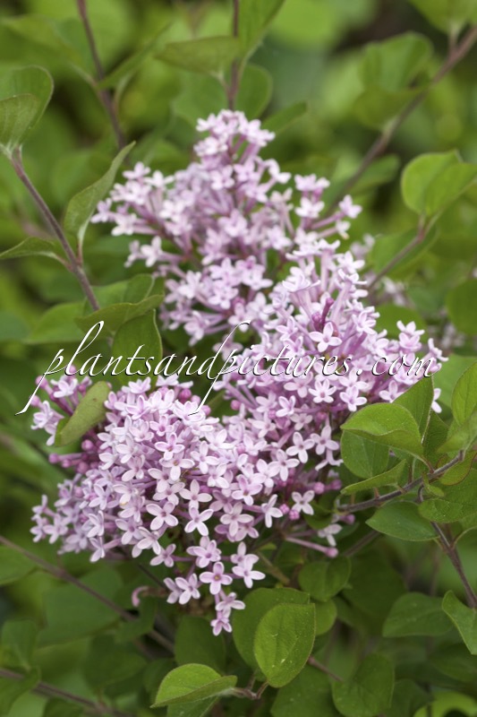 Syringa ‘Pink Perfume’ (BLOOMERANG PINK PERFUME)