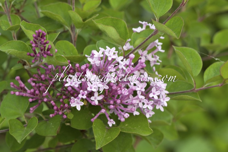 Syringa ‘Pink Perfume’ (BLOOMERANG PINK PERFUME)