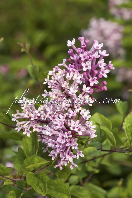 Syringa ‘Penda’ (BLOOMERANG PURPLE)