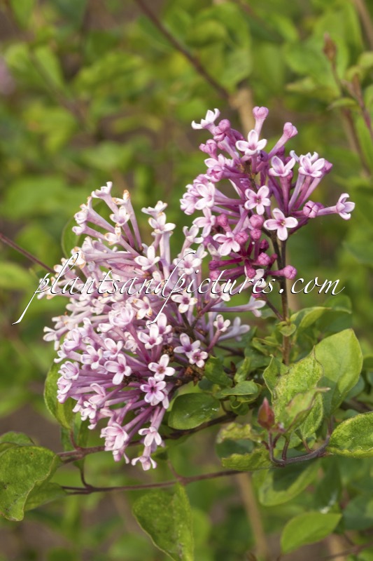 Syringa ‘Penda’ (BLOOMERANG PURPLE)