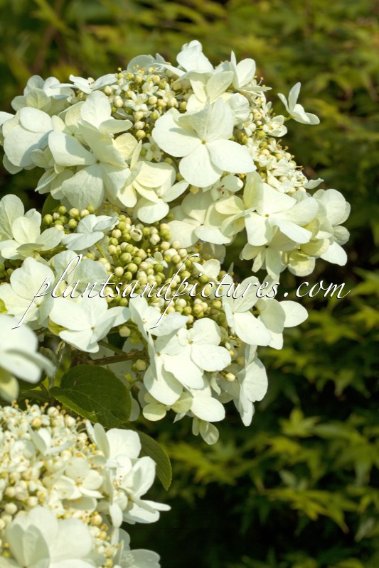 Viburnum macrocephalum f. keteleeri