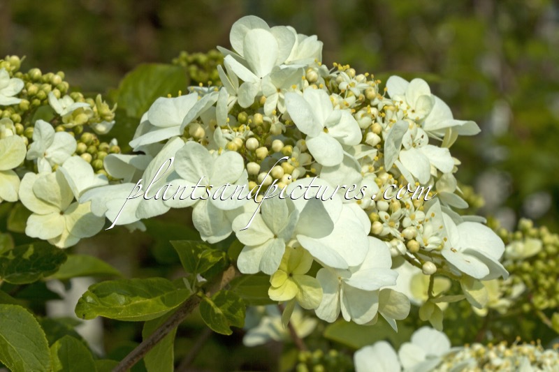 Viburnum macrocephalum f. keteleeri