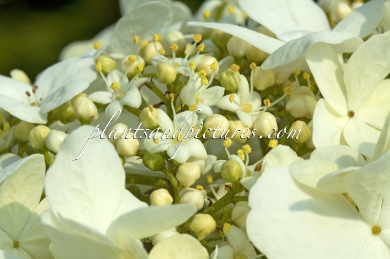 Viburnum macrocephalum f. keteleeri