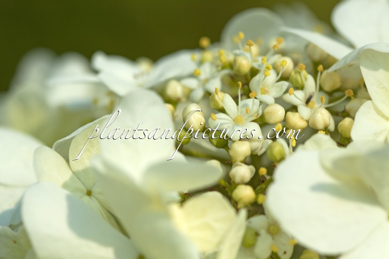 Viburnum macrocephalum f. keteleeri