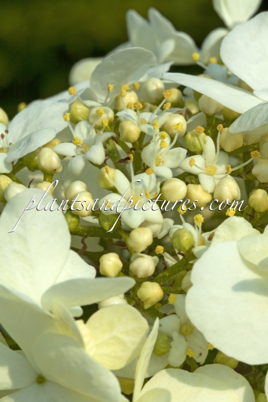 Viburnum macrocephalum f. keteleeri