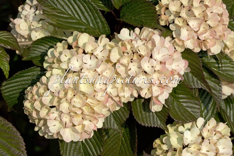 Viburnum plicatum ‘Rosace’