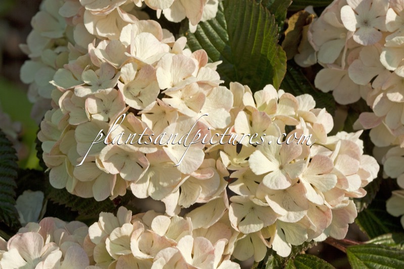 Viburnum plicatum ‘Rosace’