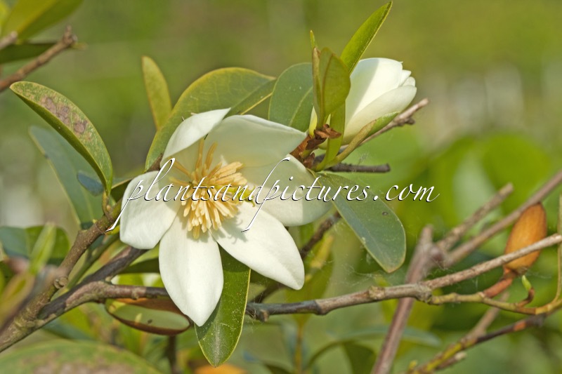 Magnolia laevifolia