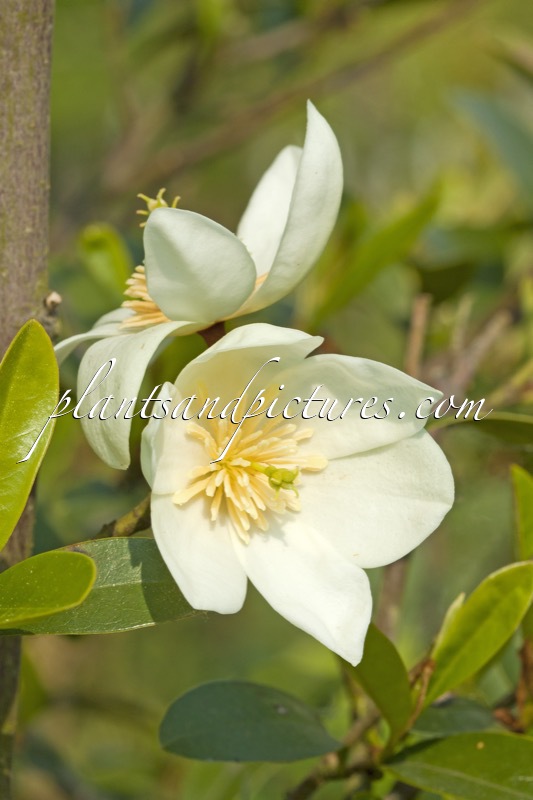 Magnolia laevifolia
