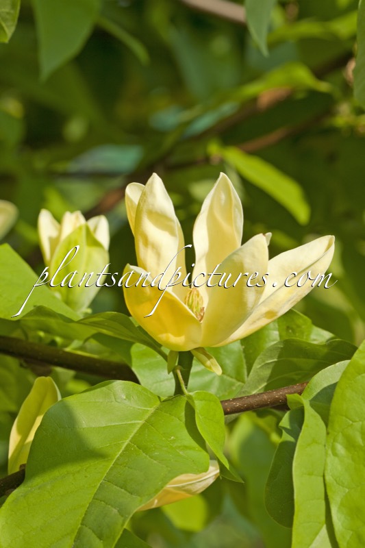 Magnolia brooklynensis ‘Yellow Bird’
