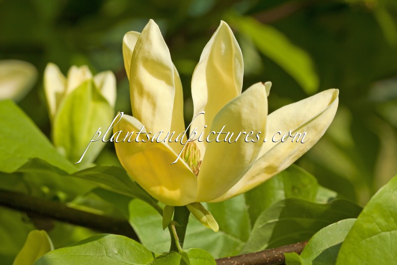 Magnolia brooklynensis ‘Yellow Bird’