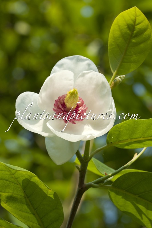 Magnolia sieboldiana